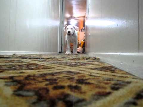 argentinian mastiff