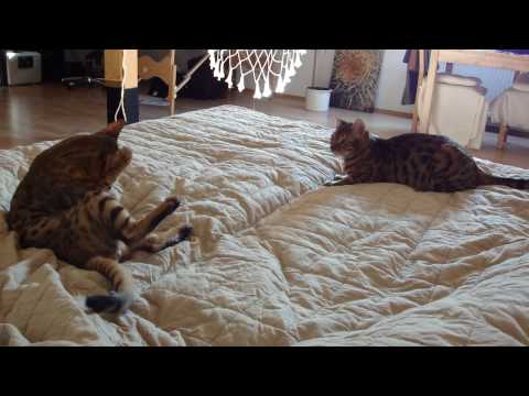 Bengalen - Bengalen Kitten (6 Monate alt) toben zusammen.