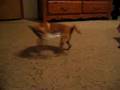 my doggy