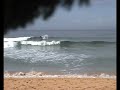 fish surfing scrappy waves
