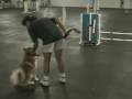Pastor Belga Malinois video