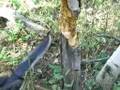 Nutnfancy falls 'tree' with CS Recon Scout