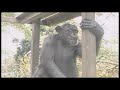 Chimp Conservation Icon Remembered Chimp Conservation Icon Remembered