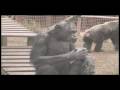 Chimp Conservation Icon Remembered