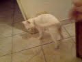 gato doidão gato doidão