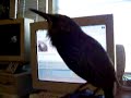 weewoo the talking starling