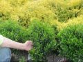 The Holly Called Inkberry that we sell In Eastern States Shamrock Hollies