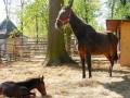 Tara is the first and the only private-owned Polish pound for horses which have been bought out and rescued from death transports. www.fundacjatara.info