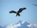 Fly with me (eagle wisdom)