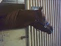 Arabian Stallion Madraas Arabian Stallion Madraas