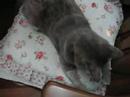 nessa playing