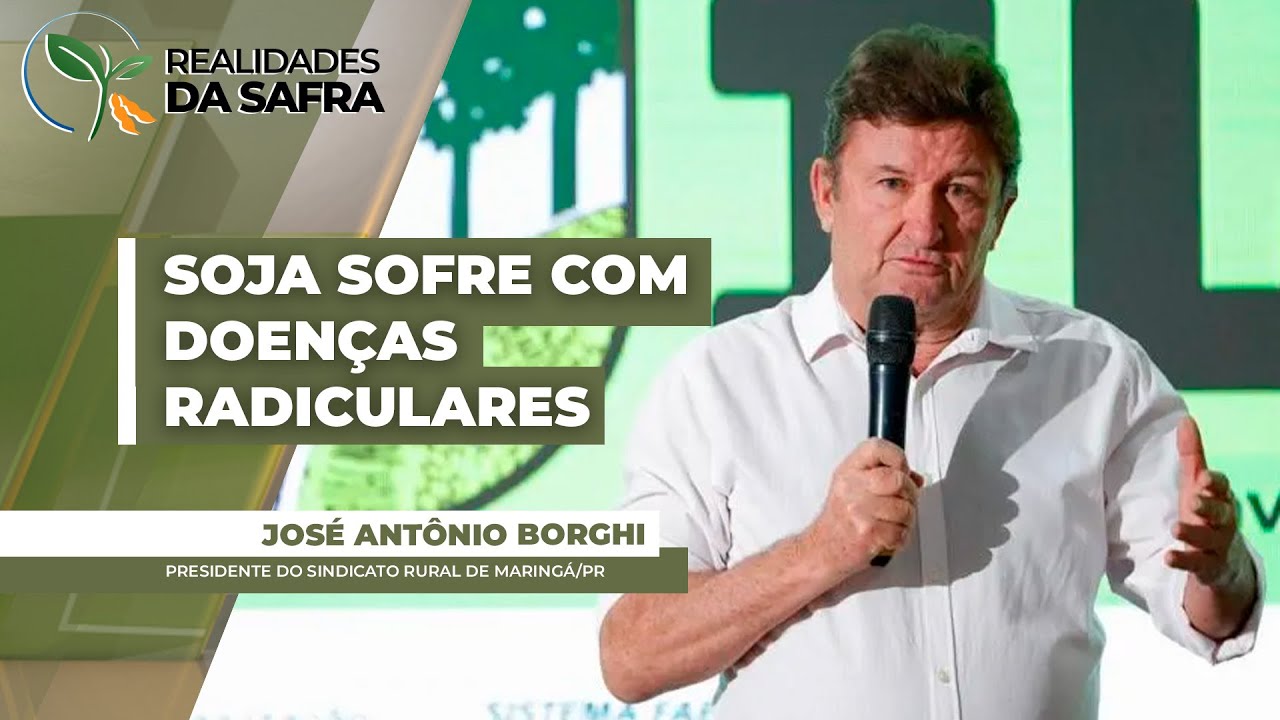 Após chuvas intensas e granizo, doenças radiculares avançam e estiagem intensifica perdas na safra..