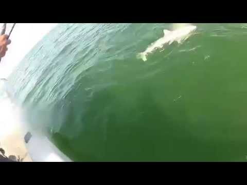 ловля групера видео ловля групера видео
