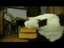 pandator 4
