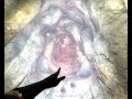 Glenvar Castle Walkthrough 2nd Quest (PART 4/4)
