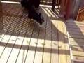 Bichón Habanero video