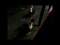 Finger Lickin Good !
