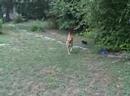 Berk and his ball3