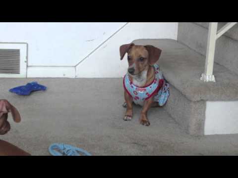 Zeus playing with his sister Bella