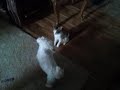Cat and Dog Smackdown