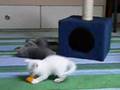 Kittens at play VI
