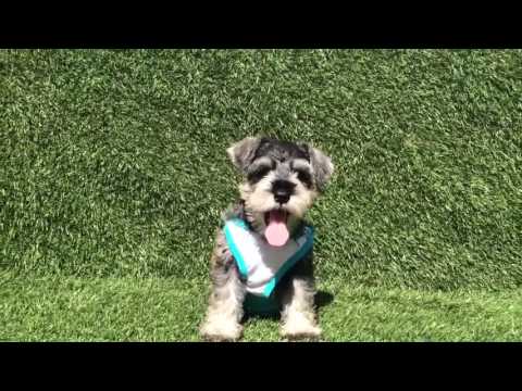 Mini Schnauzer Puppy