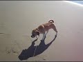Puggle at the Beach! Puggle at the Beach!