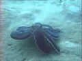 pieuvre mimic