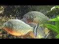 piranhas aquarium 130 gal