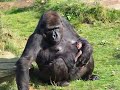 gorilla baby