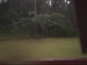 hurricane Gustav in Glf Shores, al