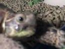 Russian tortoise cam.