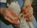 rspb/defra setting up a bird breeder part added footage rspb/defra setting up a bird breeder part added footage