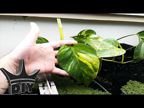 HOW TO: CHEAP and EASY aquaponics