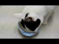 Click here to watch this video 猫カフェ ミーシス 横浜 「喋るひげくま君」