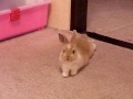 ネザーランドドワーフ2