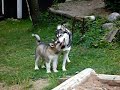Alaskan Malamutes 1 y 9 m old and 11 w old playing