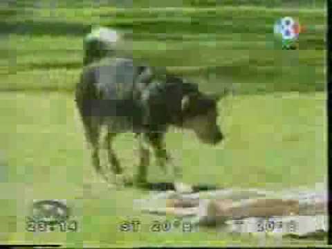 Butt Sniffing Dog