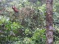 Borneo 2009 013.avi