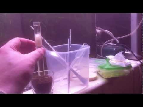 how to collect vinegar eels