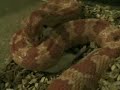 Snake eats Mouse