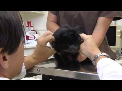 how to treat eosinophilic granuloma in cats