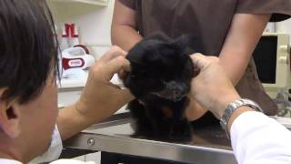 Oral Squamous Cell Carcinoma In Cats- VetVid Episode 024