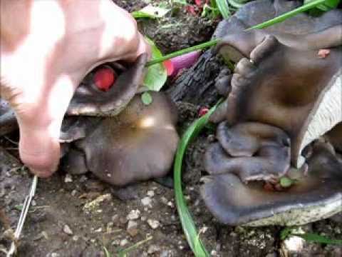 how to harvest oyster mushroom spores