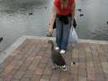 videos de Girl attacked by goose