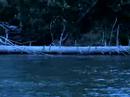 fishing the margaree