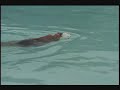 total immersion swimming free style front crawl