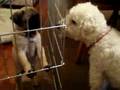 videos de 8/29/2008 Bella's First Visit with Jack, Charlie & Oliver !