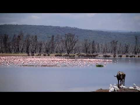 Flamingoes lake nakuru