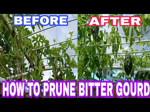 video-linktoworks-HOW TO PRUNE BITTERGOURD OR AMPALAYA IN SMALL GARDEN